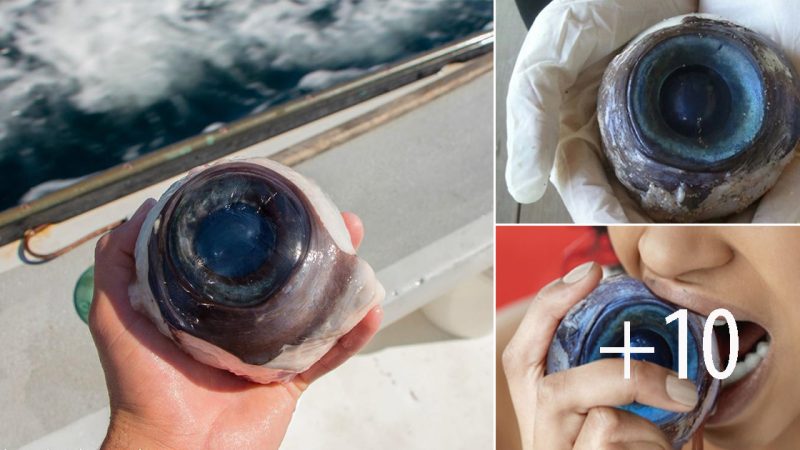 Mysterious Giant Eyeball Washes Ashore on Florida Beach