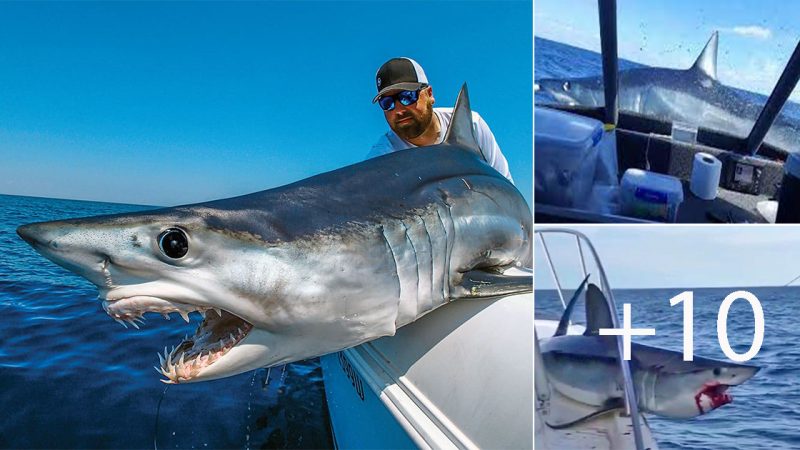 Large shark leaps onto fishing boat: ‘It was crazy