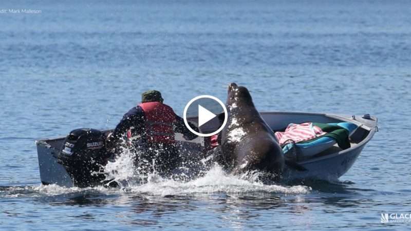 The Killer Whale Chases, Desperate Sea Lion Leaps, Capsizing Human Boat (VIDEO)