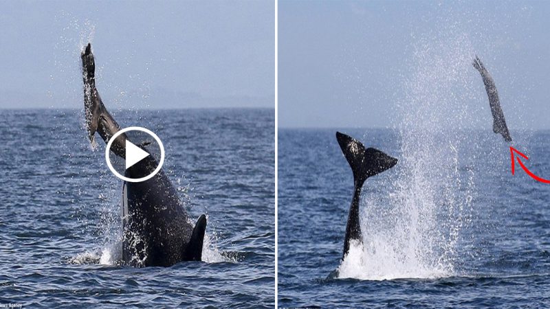 Killer Whales Launch 2-Ton Seals into the Sky Before Devouring Them