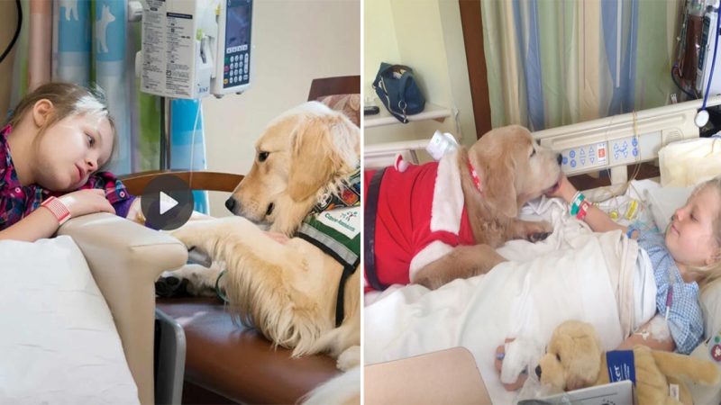 Heartwarming story: little girl battling cancer finds unwavering support from her devoted dog companion, prompts netizens’ admiration