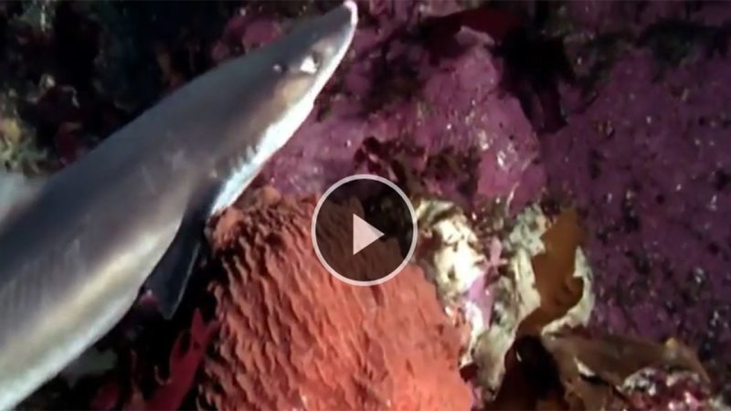 (Video) Giant Octopus Takes Down Sharks in the Blink of an Eye.L