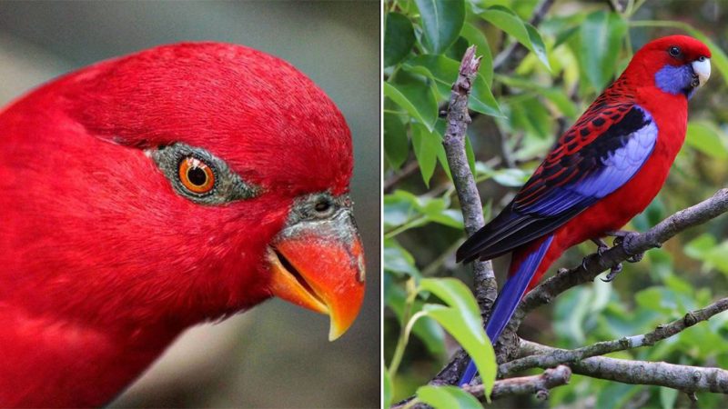 The Moluccan Red Lory: A Playful Parrot Species with Stunning Plumage