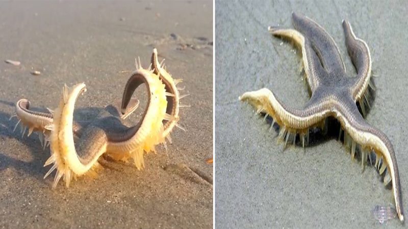 Finding his sea legs? Incredible footage shows a starfish ‘walking’ on a beach before being returned to the ocean