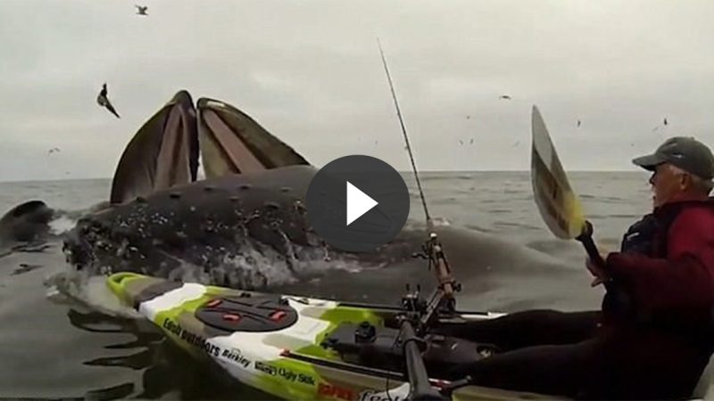 A VIDEO: Dramatic Moment: Kayaker Has a Close Encounter with Two Breaching Humpback Whales as They Nearly Capsize His Tiny Vessel