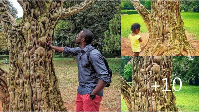 Discovering the Intriguing World of Human-Shaped Trees: Uncovering the Mystery Behind the Living Artwork