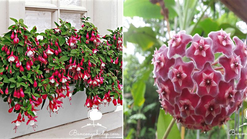 “Discover Shade-Loving Balcony Flowers that Stay Fresh”