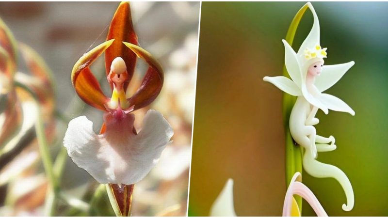 Petals in Flight: Exploring the Captivating World of Flower Birds.