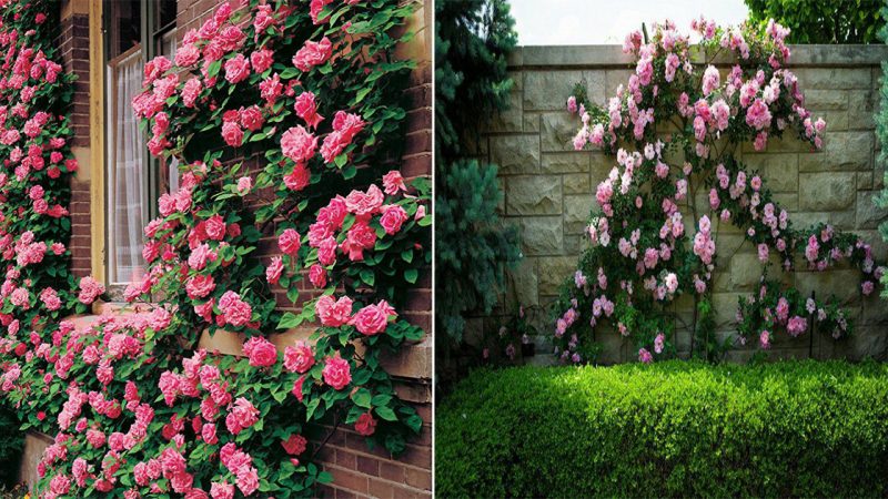 “Roses in the Garden: 31 Stunningly Beautiful Ideas for Inspiration.”