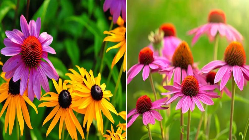 “The Enchanting Elegance of Coneflowers in Your Garden”