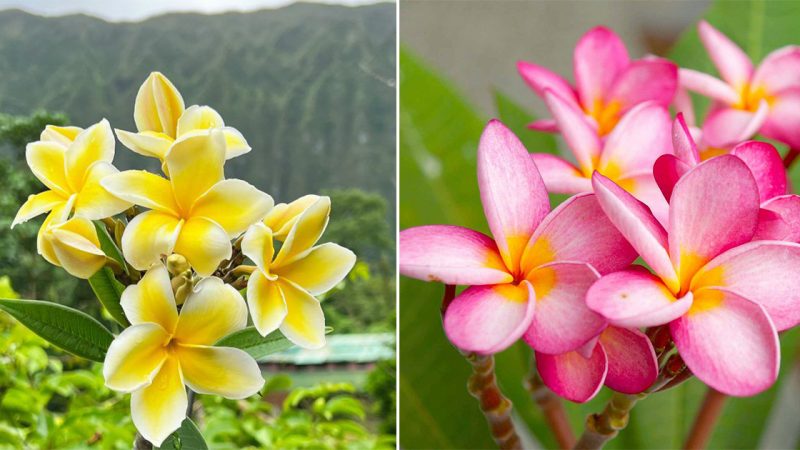 “Enchanting Beauty: The Captivating Plumeria Flower”