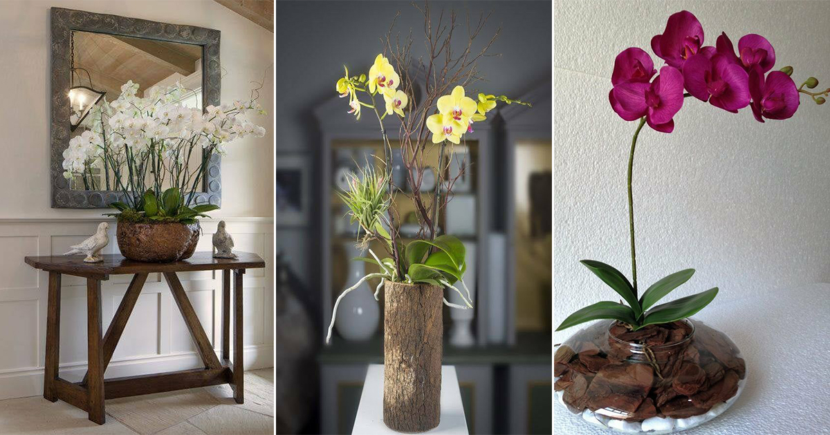 30 Creative Ideas For Orchid Cultivation And Growth Breaking   Tm 337 