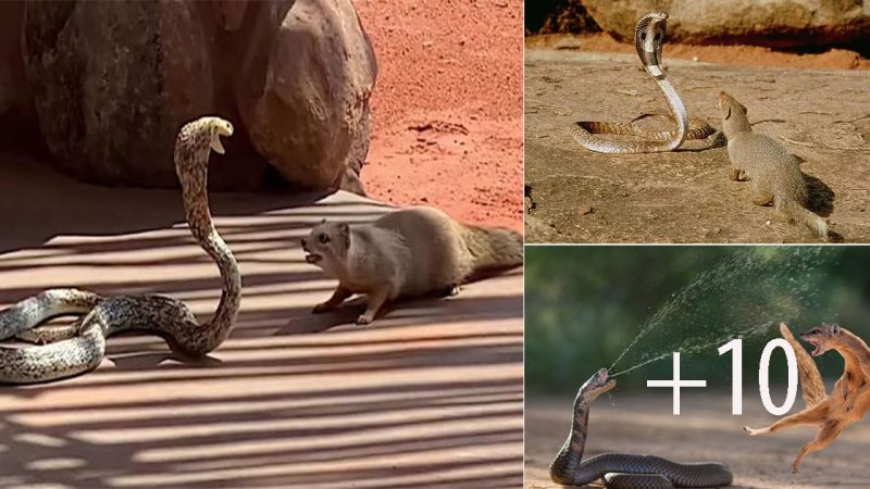 Yellow Mongoose Bravely Battles a Deadly Cape Cobra