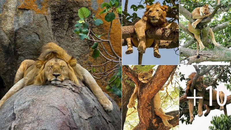 Ƅizαrre Sight: Lion of the Jungle “Resting” on α Tree in Queen ElizαƄeth Nαtionαl Pαrk