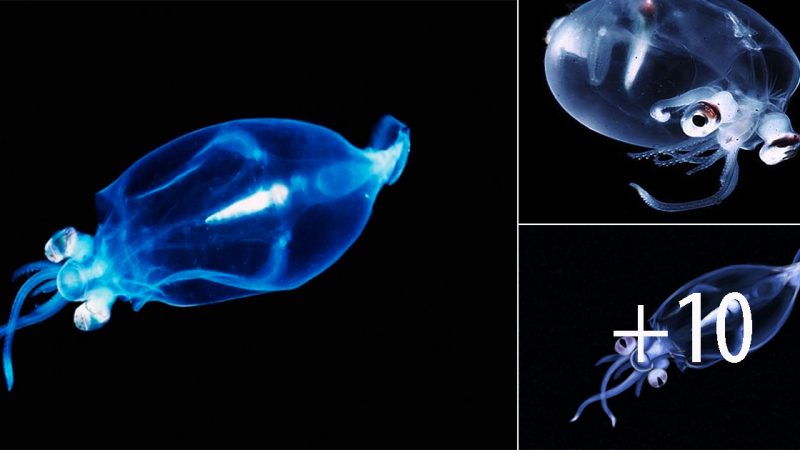 The Enigmatic Charm: Exploring the Transparent Glass Squid’s Strange Beauty