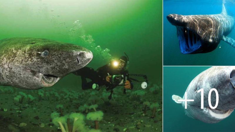 Surprising Discovery: 400-Year-Old Greenland Shark Unearthed from the 17th Century