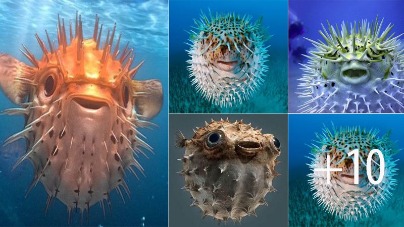 The Fascinating World of Puffer Fish: The Second-Strongest Poisonous Species