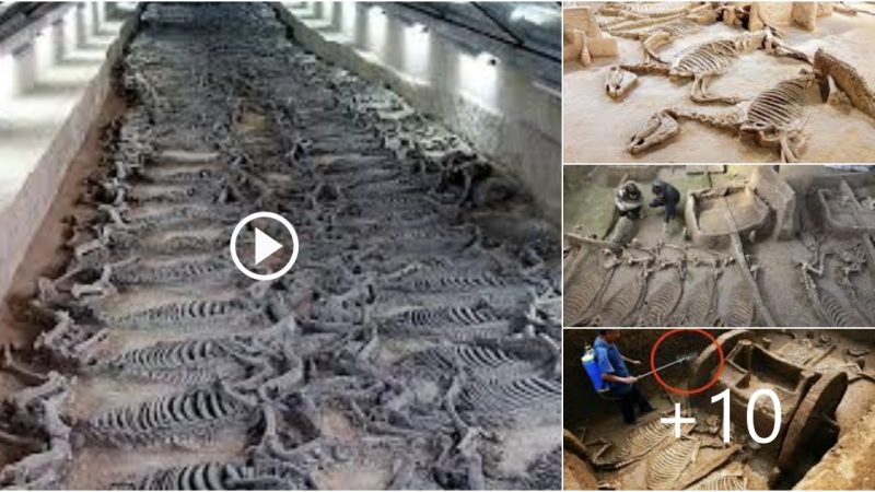 archaeologists in china find 2800 year old toмƄѕ surrounded Ƅy 28 chariots and 98 horses