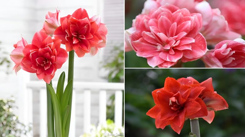 Captivating Beauty: Amaryllis Double Dream – The Elegance of Double-Blooming Flowers.