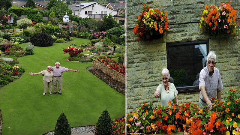 Is this Britain’s most immaculate garden? Pensioner spends 30 HOURS A WEEK tending his lawn which is cut to exactly 5mm