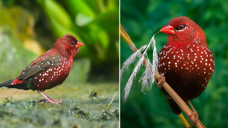 Introducing the Enchanting Red Avadavat