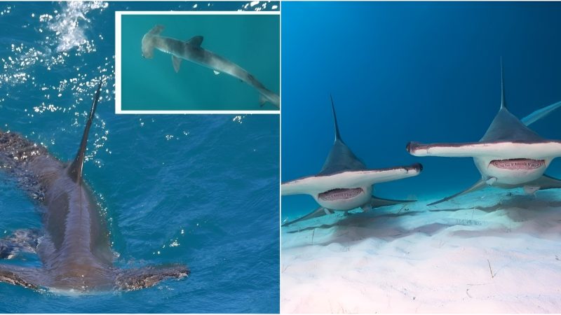 Two great hammerhead shark The Bahamas