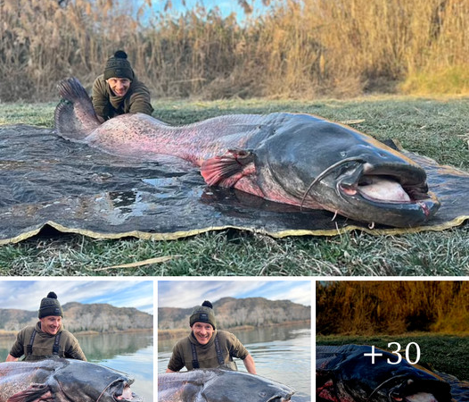 Discover the Amazing Story: The Needleman Catches “Monsters” Catfish Weighing More Than 100kg