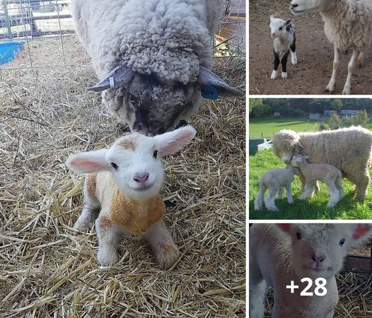 A Heartwarming Moment: Photo Captures Newborn Lamb Just 15 Minutes After Birth