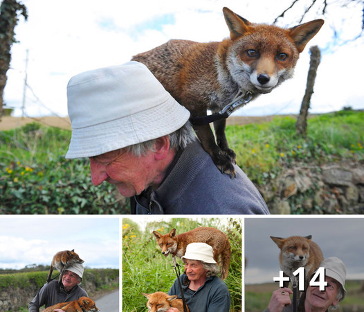 A Heartwarming Tale: Grandpa’s Bond with Rescued Foxes Touches Hearts