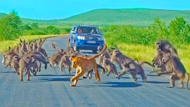 Leopard has all-out Brawl With 50 Baboons – Different Angle