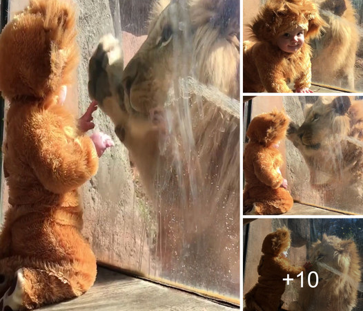 Baby Lion Costume Meets Real Lion: Adorable Encounter Baffles Big Cat (Video)