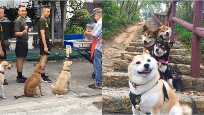 Dogs Queue Up Eagerly for Their Meals at Compassionate Shelter, Evoking Emotional Reactions from Onlookers