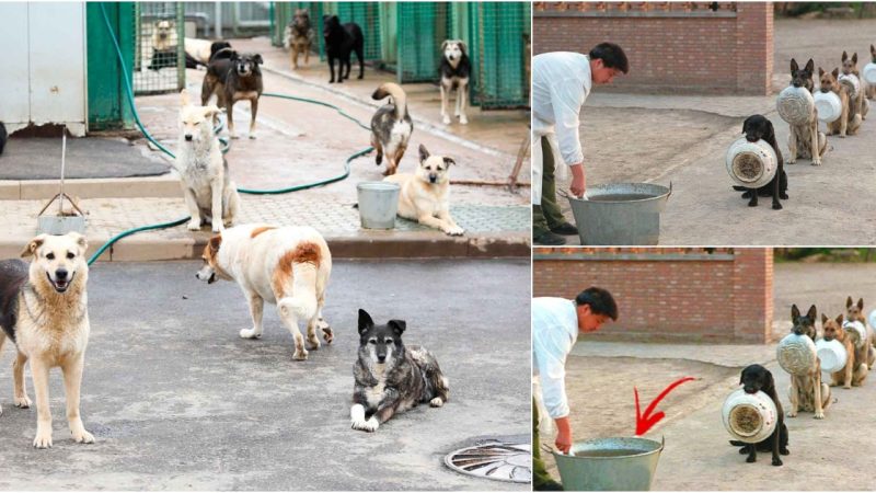 Abandoned Dogs Brought to Tears by Volunteers’ Heartfelt Gesture