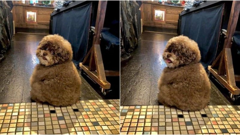 The Captivatingly Human-Like Look of Poodles that Charms All, Spreading Joy Everywhere It Goes