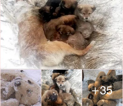 Mother Dog’s Selfless Sacrifice: Shielding and Warming Seven Vulnerable Puppies Through Harsh Winter