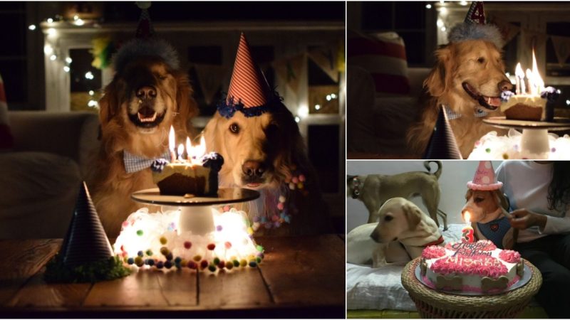 Elderly Dog’s Emotional 22nd Birthday Celebration Brings Tears of Joy