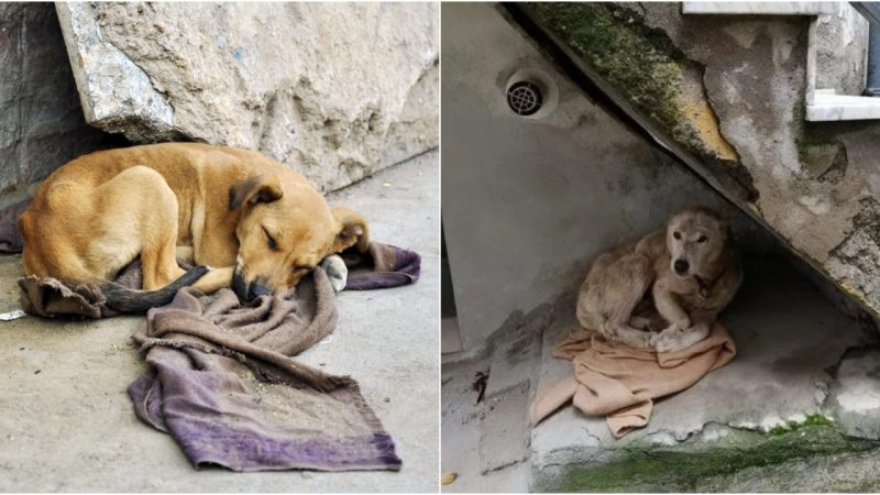 Touching Photos: Unwavering Dog Waits Patiently for Owner, Even After 4 Years Apart