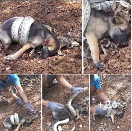 Courageous Rescue Squad Successfully Thwarts Snake Assault on Dog in Heart-Stopping Operation