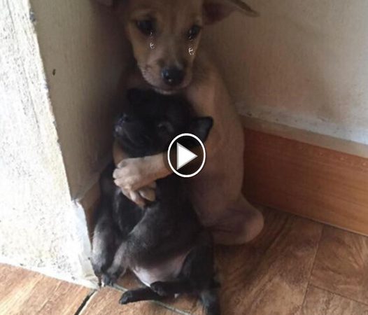 Unwavering Bond: Rescued Abandoned Puppies Maintain Heartwarming Embrace