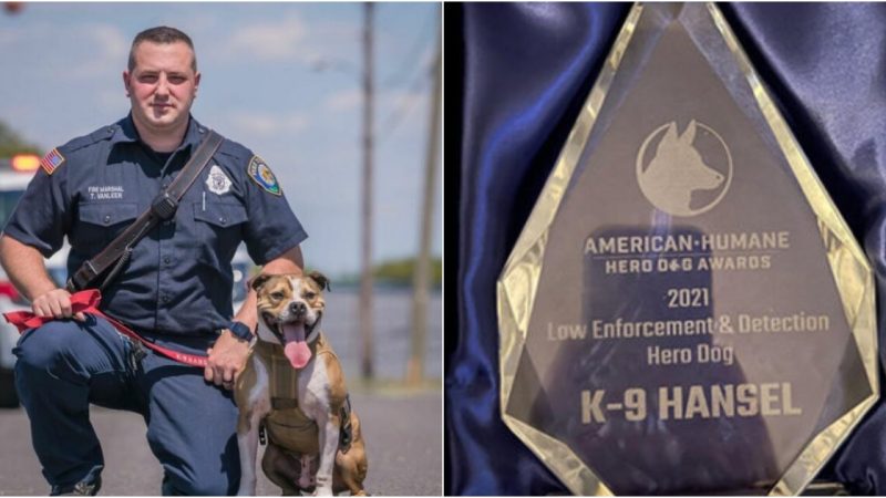 “Transformed from Dogfighting Victim to Arson Detection Hero: Hansel the K-9 Joins Millville Fire Department”