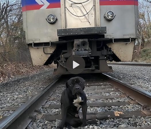 Unveiling Tales of Solitude and Mystery Along Abandoned Railways Through the Eyes of a Stray Dog