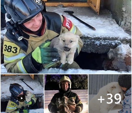 8-Hour Rescue Mission: Touching Journey to Save Dog Trapped Under Rubble Moves Millions