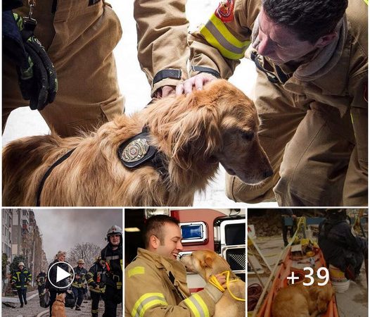 Millions Touched by the Heartwarming Gratitude of Rescued Dogs’ Affectionate Embrace