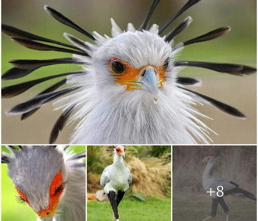 Secretary birds, which stand at four feet tall, are incredibly beautiful and stunning.