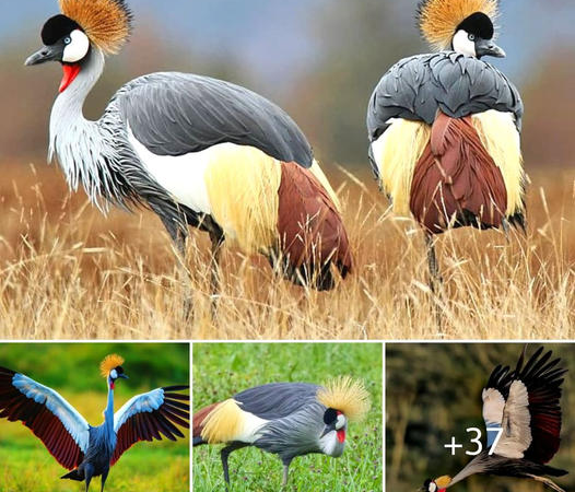 The Majestic Grey Crowned Crane: Elegance And Gгасe Personified