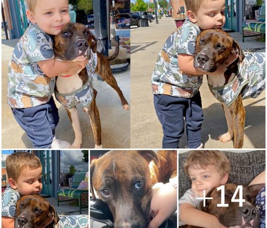 Mom Gets Matching Shirts for Dog and Son to Cement New Family Bond