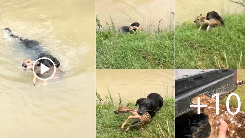 Hero Dog Rescues Baby Deer from Drowning in Fast-Flowing River in Heartwarming Video