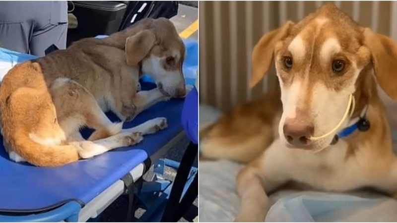 The Incredible Odyssey of a Starving and Lost Canine, Filled with Healing and Hope