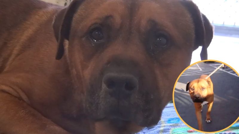 Tears of a Heartbroken Dog: The Pain of Abandonment and Separation from His Brother