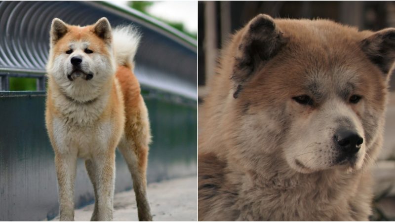 Loyal Pup Awaits Each Day, Unknowing of Owner’s Permanent Absence